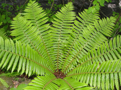 Dryopteris crassirhizoma (Thick-stemmed Wood Fern)