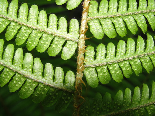 Dryopteris crassirhizoma (Thick-stemmed Wood Fern) (alternate view 2)