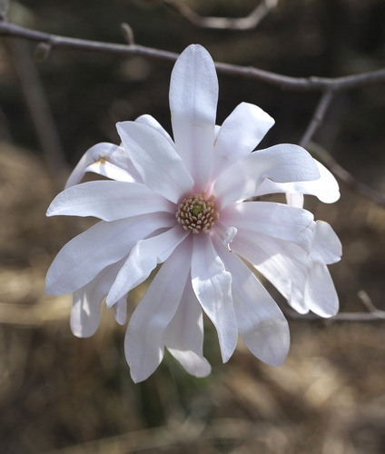 Magnolia stellata (star magnolia) (alternate view 5)