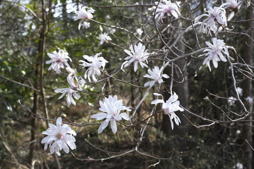 Magnolia stellata (star magnolia) (alternate view 7)