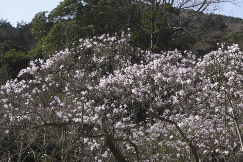 Magnolia stellata (star magnolia) (alternate view 8)