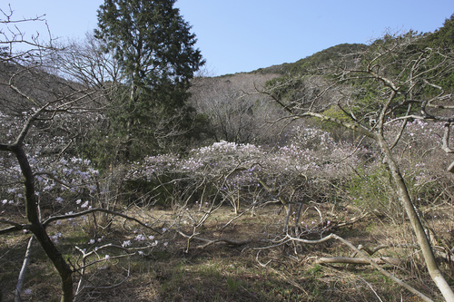Magnolia stellata (star magnolia) (alternate view 9)