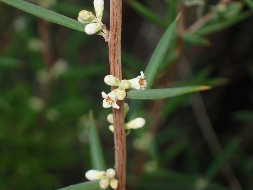 Monotoca scoparia (Prickly Broom-heath) (alternate view 3)