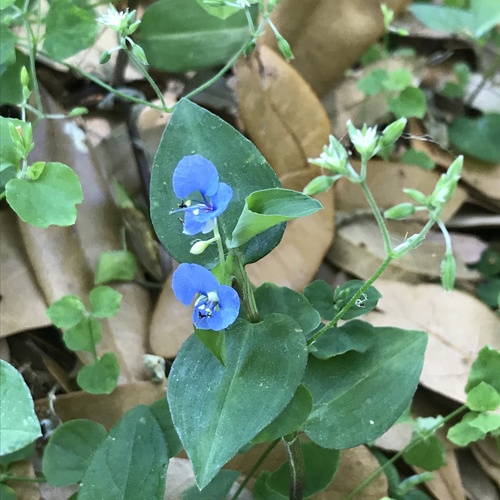 Commelina diffusa (climbing dayflower) (alternate view 2)