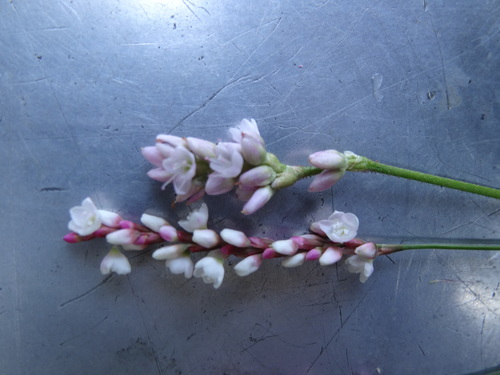 Persicaria hydropiperoides (swamp smartweed) (alternate view 2)