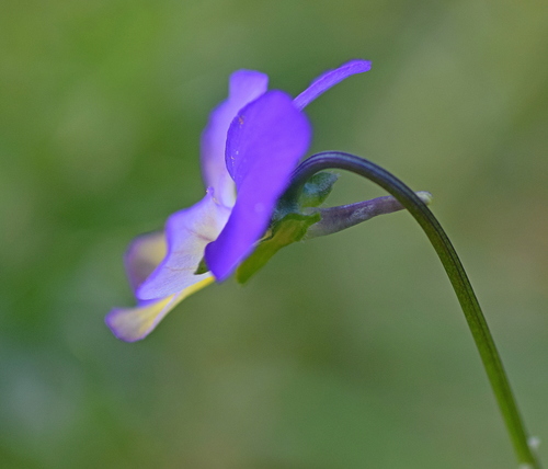 Viola tricolor (Wild Pansy)