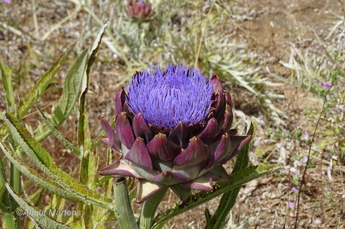 Cynara cardunculus (artichoke, cardoon)
