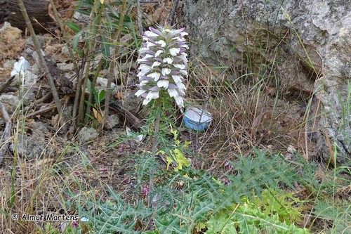 Acanthus spinosus (Spiny Bear's Breeches)