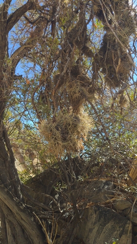 Tillandsia recurvata (ballmoss)