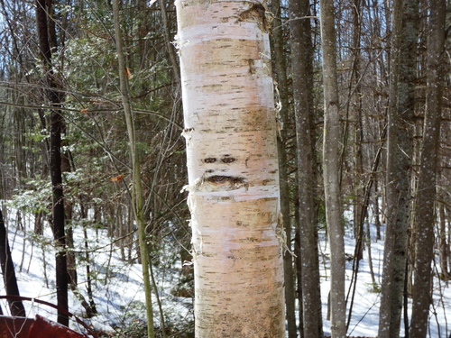 Betula papyrifera (paper birch) (alternate view 7)