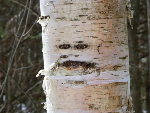 Betula papyrifera (paper birch) (alternate view 6)