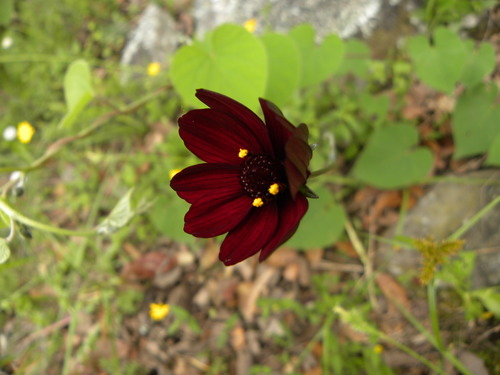 Cosmos atrosanguineus (chocolate cosmos)