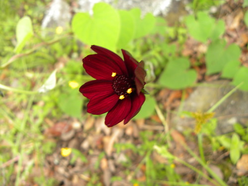 Cosmos atrosanguineus (chocolate cosmos) (alternate view 2)