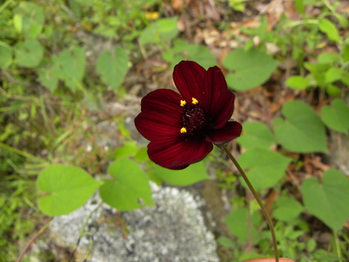 Cosmos atrosanguineus (chocolate cosmos) (alternate view 3)