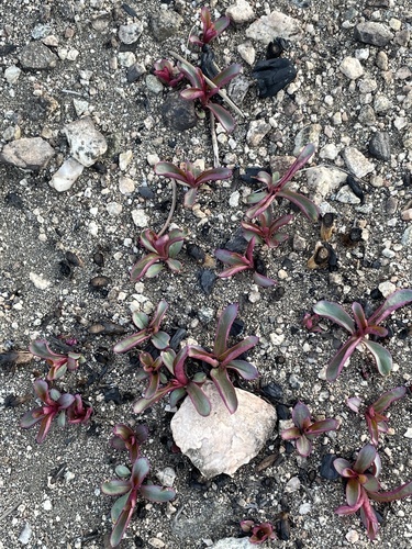 Penstemon centranthifolius (scarlet bugler) (alternate view 2)