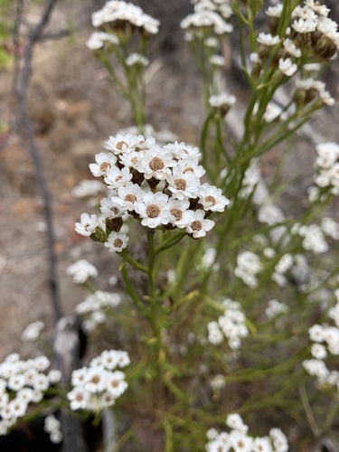 Ixodia achillaeoides (sand ixodia) (alternate view 5)