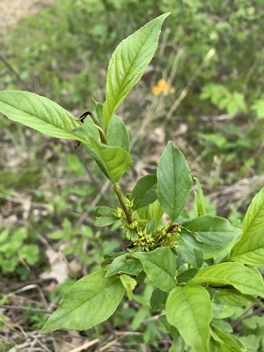 Rhamnus (Buckthorns) (alternate view 5)