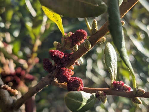 Morella (Bayberries)