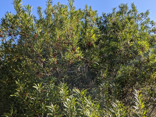 Morella (Bayberries) (alternate view 2)