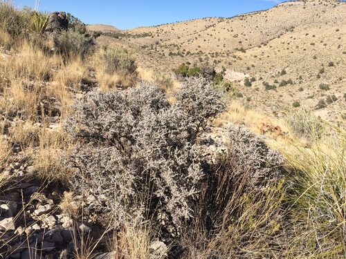 Leucophyllum (silverleaves) (alternate view 7)