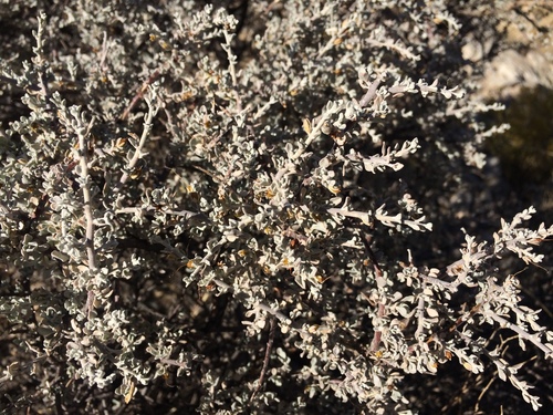 Leucophyllum (silverleaves) (alternate view 8)