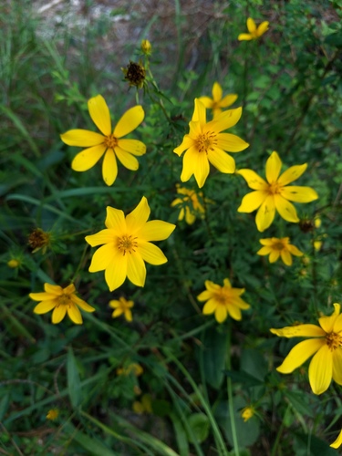 Bidens aristosa (Bearded Beggarticks)