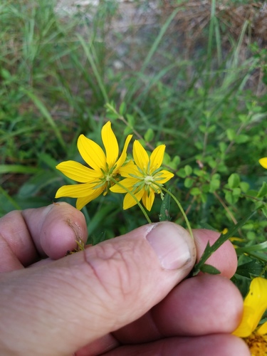 Bidens aristosa (Bearded Beggarticks) (alternate view 2)