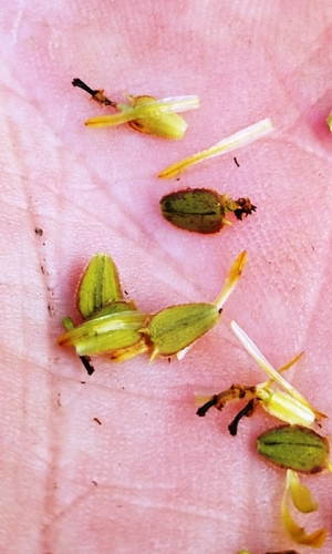 Bidens aristosa (Bearded Beggarticks) (alternate view 3)