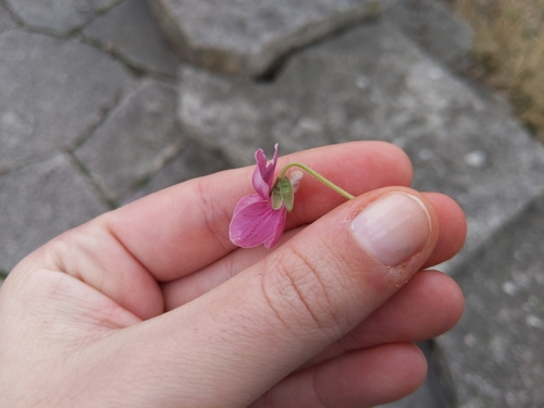 Viola odorata (Sweet violet)