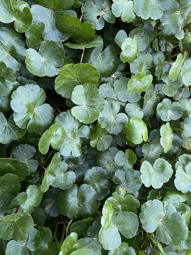 Hydrocotyle ranunculoides (floating marsh pennywort)