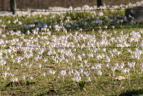 Zephyranthes (Rain lilies)