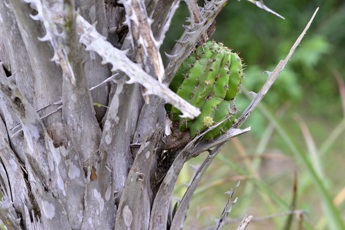 Echinopsis (South American hedgehog cactuses) (alternate view 9)