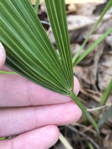 Rhapidophyllum hystrix (Needle Palm)