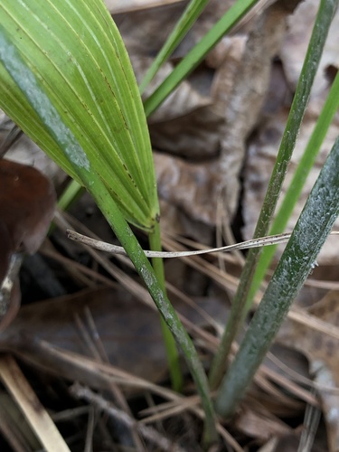 Rhapidophyllum hystrix (Needle Palm)