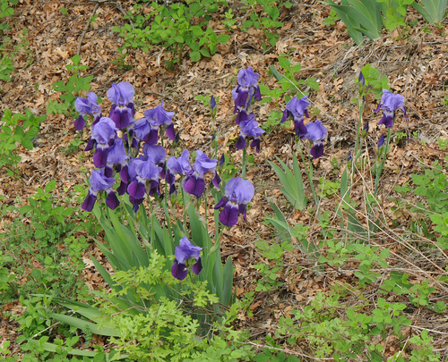 Iris × germanica (Bearded iris) (alternate view 9)