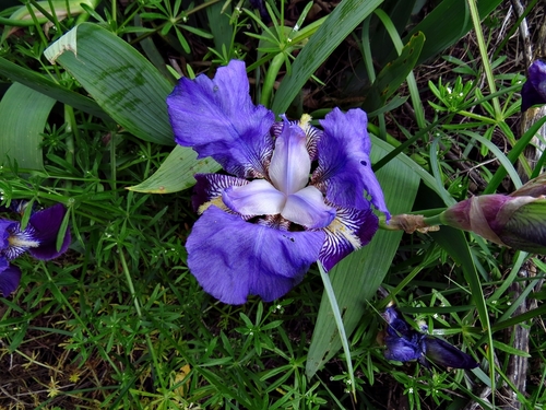 Iris × germanica (Bearded iris) (alternate view 8)