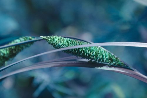 Carex aquatilis (Sitka Aquatic Sedge) (alternate view 2)