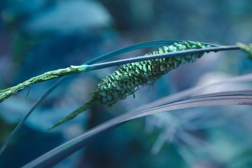 Carex aquatilis (Sitka Aquatic Sedge) (alternate view 3)