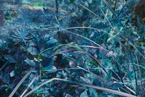 Carex aquatilis (Sitka Aquatic Sedge) (alternate view 4)