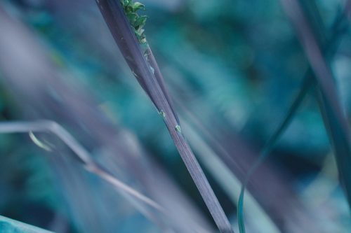 Carex aquatilis (Sitka Aquatic Sedge) (alternate view 5)