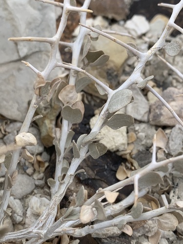 Atriplex confertifolia (Shadscale Saltbush) (alternate view 5)