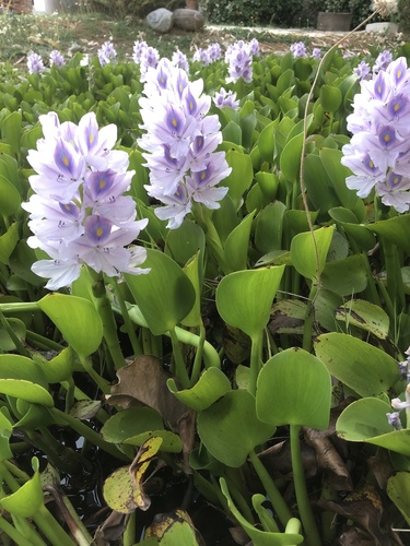 Pontederia crassipes (common water hyacinth)