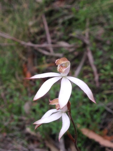 Caladenia moschata (Musky Caps)