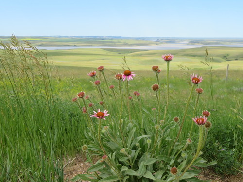 Echinacea angustifolia (Narrow-leaved Coneflower) (alternate view 3)