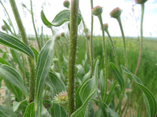 Echinacea angustifolia (Narrow-leaved Coneflower) (alternate view 4)