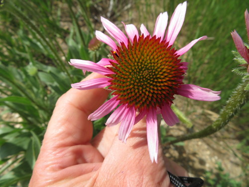 Echinacea angustifolia (Narrow-leaved Coneflower) (alternate view 5)