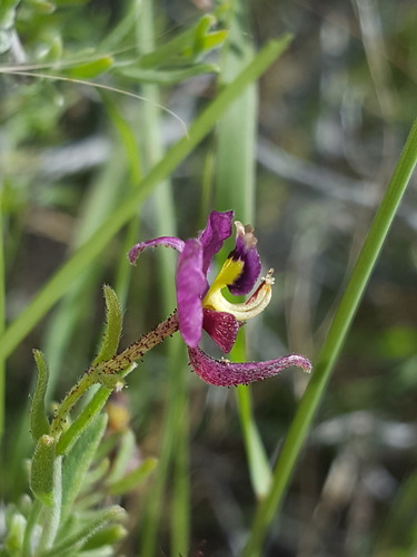 Krameria erecta (Littleleaf Rhatany) (alternate view 8)