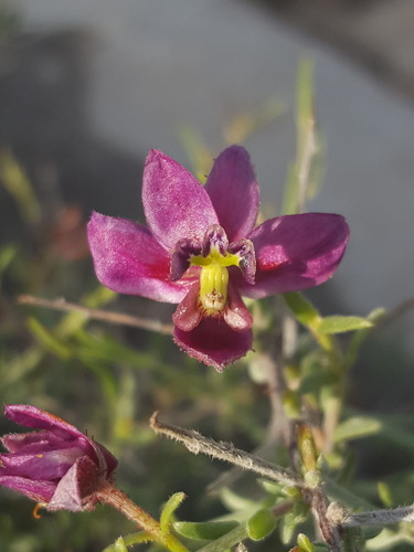 Krameria erecta (Littleleaf Rhatany) (alternate view 7)