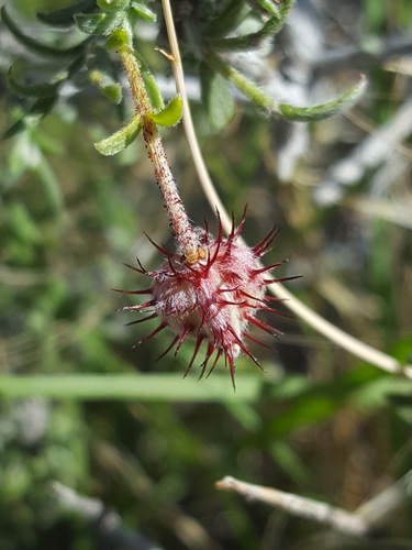 Krameria erecta (Littleleaf Rhatany) (alternate view 9)
