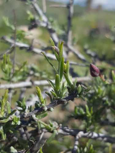 Krameria erecta (Littleleaf Rhatany) (alternate view 10)